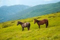 Two horses is grazed against mountains in the summer. Royalty Free Stock Photo