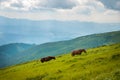 Two horses is grazed against mountains in the summer. Royalty Free Stock Photo