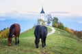 Grazing horses on the Jamnik church St Primus and Felician background at sunset, Alps mountains, Slovenia