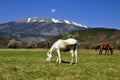 Grazing horses