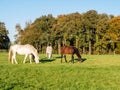 Grazing horses in meadow in autumn near town of Ootmarsum, Overijssel, Netherlands Royalty Free Stock Photo