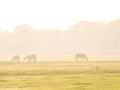 Grazing horses on meadow of farmland, Dutch polder landscape in mist, Eempolder, Netherlands Royalty Free Stock Photo