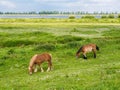 Grazing horses on meadow of Tiengemeten island in Haringvliet es Royalty Free Stock Photo