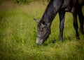 Grazing horses