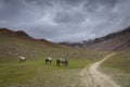 Grazing Horses near chandrataal lake in Spiti Valley