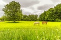 Grazing horses in a nice green pasture of Petting Zoo Zegersloot in Alphen aan den Rijn Royalty Free Stock Photo