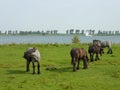 Grazing horses in summer