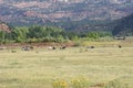 Grazing Horses Royalty Free Stock Photo