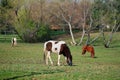 Grazing Horses Royalty Free Stock Photo