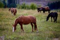 Grazing horses, Ukraine, Carpathian Mountains