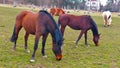 Grazing horses in village during early spring time