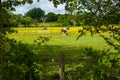 Grazing horses Royalty Free Stock Photo