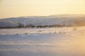 Grazing of horses in winter, pasture. Royalty Free Stock Photo