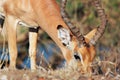 Grazing Impala Royalty Free Stock Photo