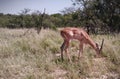 Grazing impala in Kruger Park Royalty Free Stock Photo