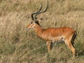 A grazing impala looks towards the camera in masai mara Royalty Free Stock Photo