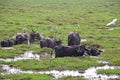 Grazing Indian Water Buffaloes Royalty Free Stock Photo