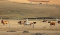 Grazing in Inner Mongolia Grassland Royalty Free Stock Photo