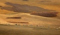 Grazing in Inner Mongolia Grassland Royalty Free Stock Photo
