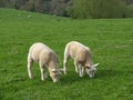 Grazing Lambs Royalty Free Stock Photo