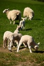 Grazing lambs with ewes Royalty Free Stock Photo