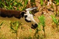 Grazing Llama in Peru Royalty Free Stock Photo