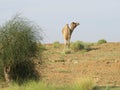 Grazing lonely camel in desert