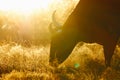 Grazing Longhorn cow in sunrise Royalty Free Stock Photo