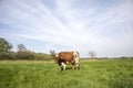 Grazing, looking up, brown and white cow stands in the middle of a wide landscape, a pasture en pale blue sky Royalty Free Stock Photo