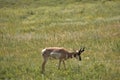 Grazing Male Peninsular Pronghorn Buck in a Field Royalty Free Stock Photo