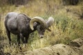 Bighorn Sheep Ram Grazes in Joshua Tree National Park Royalty Free Stock Photo