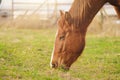 Grazing mare horse in spring grass