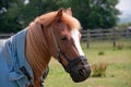 Grazing Mask Royalty Free Stock Photo