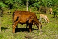 grazing in the meadow, digital photo picture as a background , taken in vang vieng, laos, asia Royalty Free Stock Photo