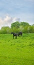 Grazing in the meadow. Two black horses grazing outside on a Danish farm. Royalty Free Stock Photo