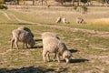 Grazing merino sheep Royalty Free Stock Photo