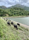 Buffaloes grazing in a riverside in Kanyakumari Tamil Nadu