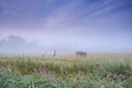 Grazing in the morning mist. Horses grazing in a misty field in the Dansih countryside. Royalty Free Stock Photo