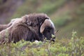 Grazing Musk Ox