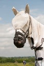 Grazing Muzzle & fly protection Royalty Free Stock Photo