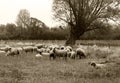 Grazing nerd sheep on meadow