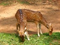 Grazing Pair of Juvenile Spotted Deer