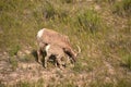 Grazing Pair of Mother and Juvenile Bighorn Sheeps