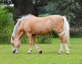 Grazing Palamino Horse Royalty Free Stock Photo