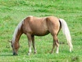 A Grazing Palomino Royalty Free Stock Photo