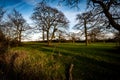 Grazing pasture