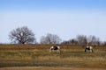 Grazing Pinto Horses in Winter