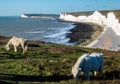 Grazing ponys on the Beachy Head, Eastbourne, UK Royalty Free Stock Photo
