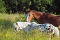 Grazing ponys in field