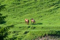 Grazing purebred horses on green meadow in the Carpathian mountains Royalty Free Stock Photo